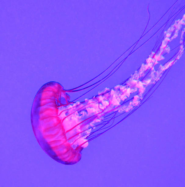 istock Magical Canada underwater pictures 1432853160