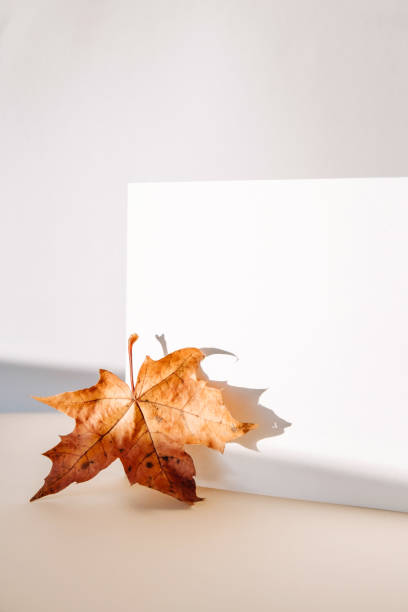 istock Invitation card mockup with autumn maple tree leaves on beige pastel background with shadow. Template blank of white paper mock up for branding and advertising. Top view, flat lay, copy space. 1432853211