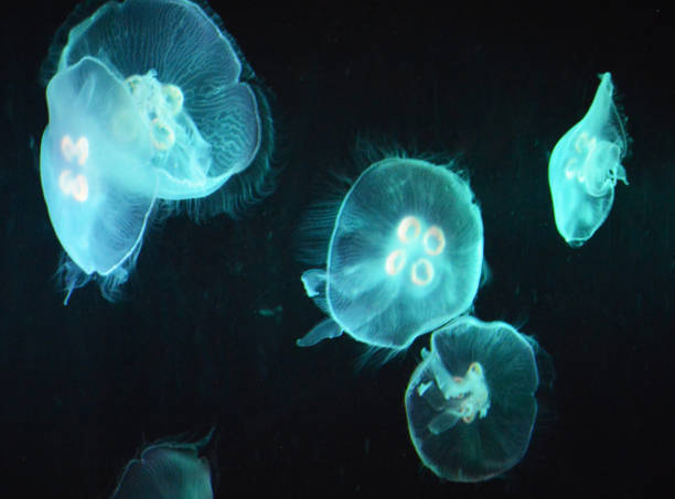 istock Magical Canada underwater pictures 1432853560
