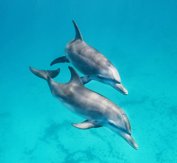 istock Magical Canada underwater pictures 1432853641