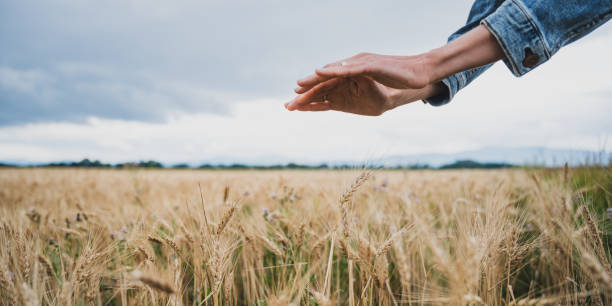 female hands making a protective shield gesture over a beautiful abundant golden wheat field - wheat freedom abundance human hand imagens e fotografias de stock