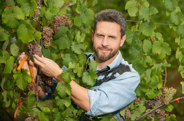viticulturist cut grapes with gardening scissors, summer.