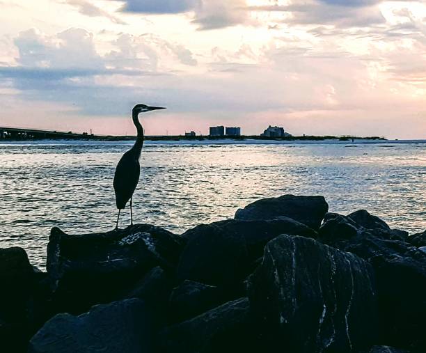 istock Gulf Shores, Alabama 1432858694