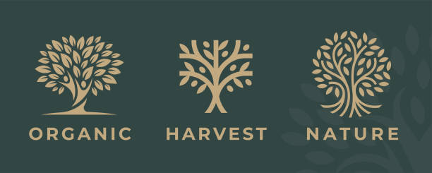 ilustraciones, imágenes clip art, dibujos animados e iconos de stock de conjunto de iconos de árbol orgánico - olivo
