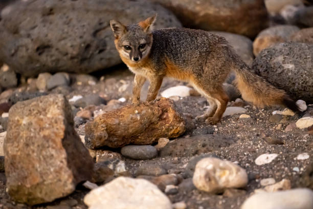 istock Channel Islands Fox Scurries Over Rocks on the Beach 1432863110