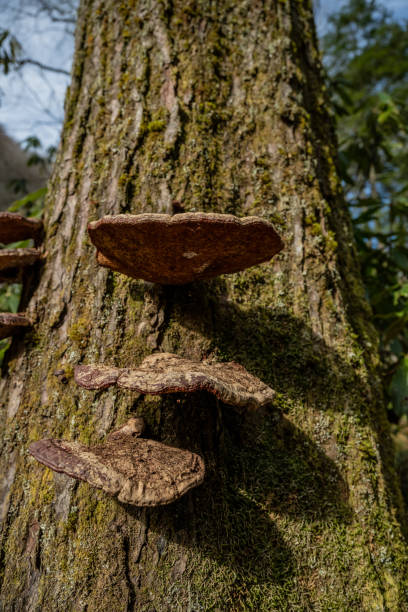 istock Large Mushrooms Grow Like Shelves On Tree Trunk 1432865497