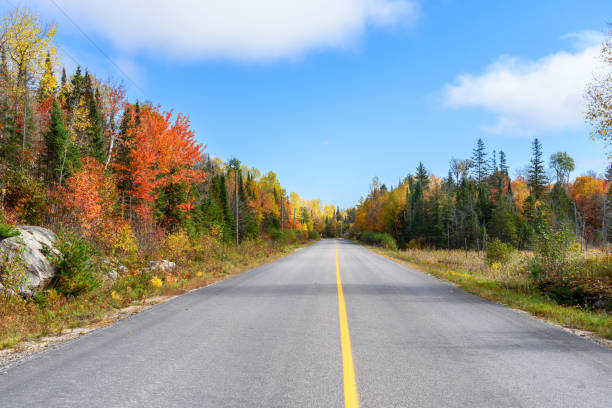 istock Empty road through a forest at peak of fall foliage under blue sky with clouds 1432865990