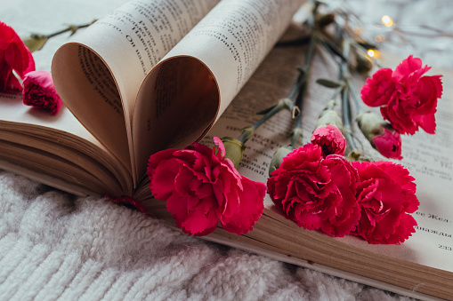 Bouquet of pink miniature carnations lying on the pages of a book on a white knitted sweater
