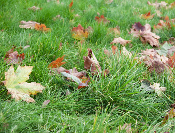 trockene blätter in grass - grass maple tree nature dew stock-fotos und bilder