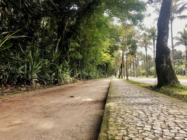 istock Street sidewalk with stones surrounded by tropical plants 1432869996