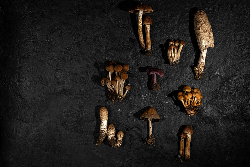 Mushrooms wild different on a black textured background. Forest decor. Flat lay, top view. Creative art