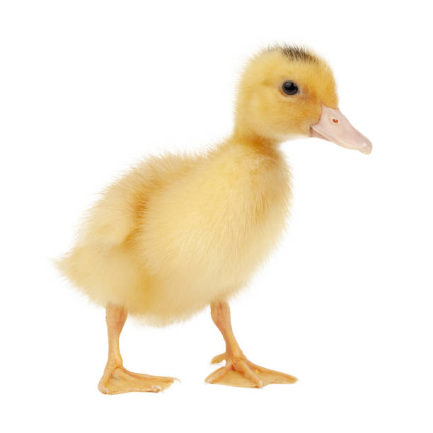 istock Newborn fluffy duckling on a white background, close-up. 1432873477