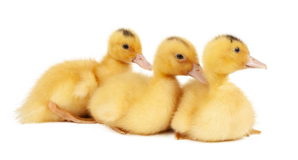 istock Three yellow young ducklings on a white background. 1432873478