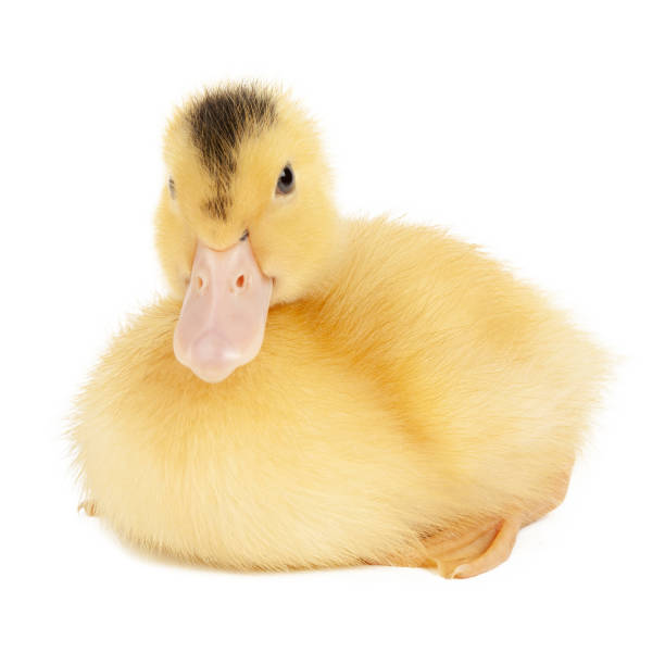 istock Sitting little duckling on a white background, rearing poultry. 1432873480