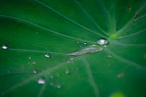 Small small water drop fall on a green taro leaf close-up macro shot in the garden.