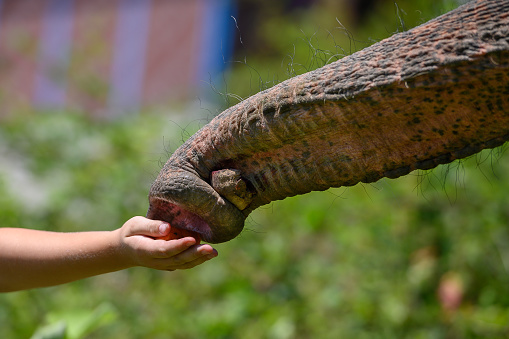 The trunk of an Asian elephant takes food from a child's hand. Close-up.