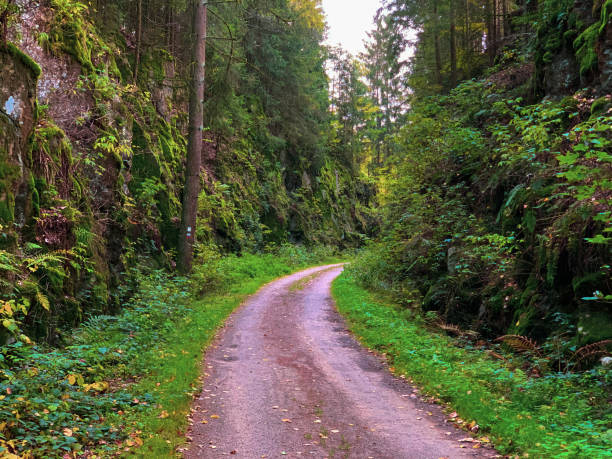 istock Rural road in the forest between rocks 1432875553