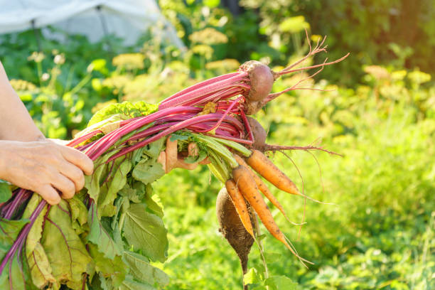 istock Freshly harvested unwashed organic beets and carrots. Unwashed beets. Environmentally friendly products dug out of the garden 1432875658