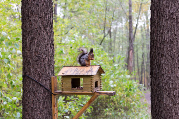 istock Squirrel sits on a small house in the park 1432875671