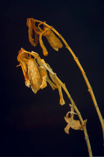 istock Isolated dry leave on black background with space to add some teks or quotes. 1432875707