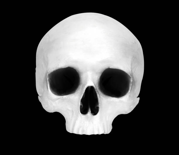istock Front view of a fake skull 1432877881