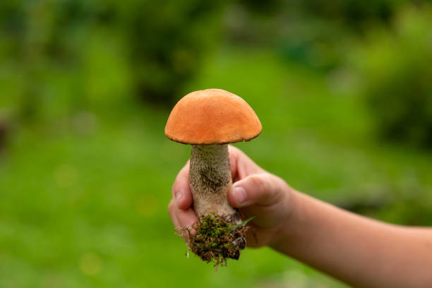 istock Human hand is holding boletus mushroom 1432880759