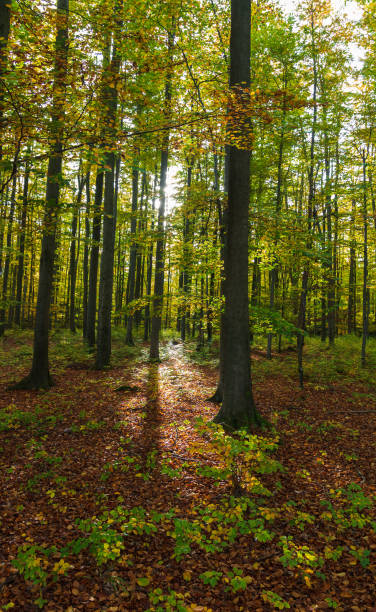 istock Magic beech autumn forest with sun shine through. Czech landscape 1432883330