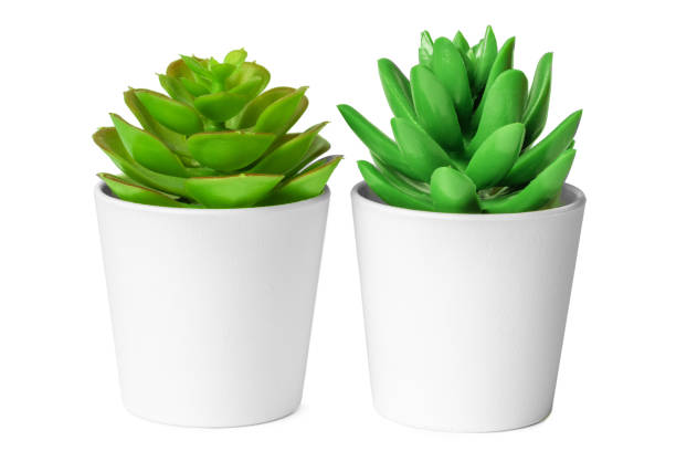 istock Pots with succulent plants isolated on white background 1432884404