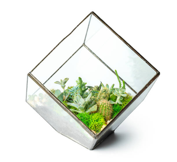 istock Succulents in glass vase isolated on white background 1432884409