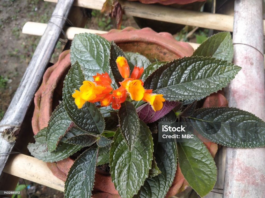 sunset bells Chrysothemis pulchella is a tender tropical perennial plant that belongs to the family Gesneriaceae Bell Stock Photo