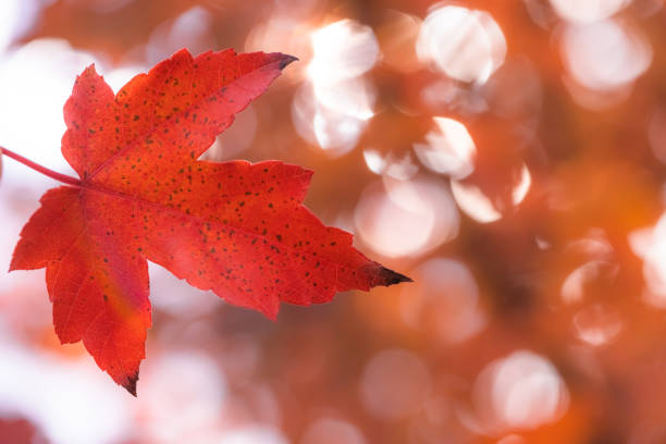 istock blurred autumn forest background with beautiful bokeh 1432885497
