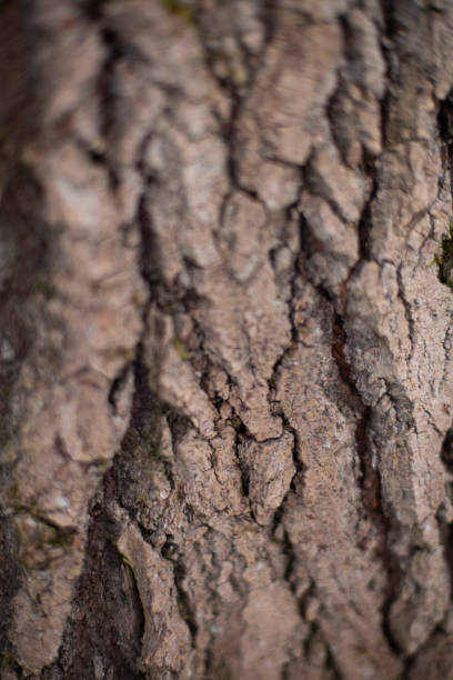 istock Tree bark macro. Shooting wood in detail. Natural background. 1432886687