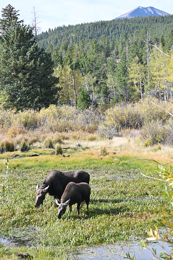 Moose cow and calf grazing on grass in the marsh.