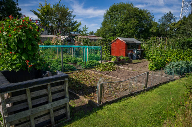 istock Allotments in United Kingdom in August 1432887770