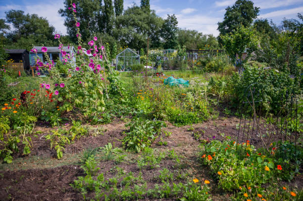 istock Allotments in United Kingdom in August 1432887777