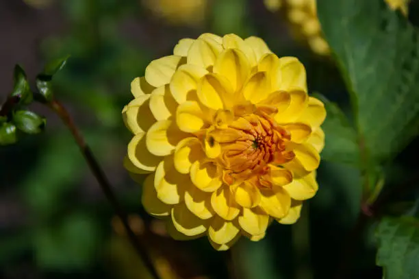 Close up of yellow pompom dahlia Golden Sceptre.