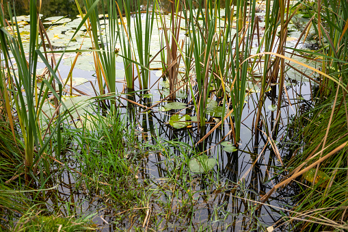 View of a pond with lush vegetation such as reeds and water lilies on an autumn day. reflections in the water.