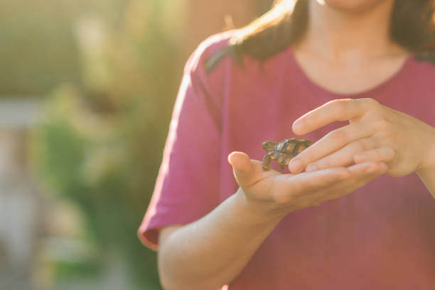 istock Turtle walking and in a jar of water 1432889787