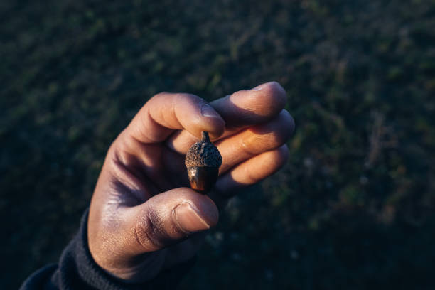 Wallpaper images of acorn in hand