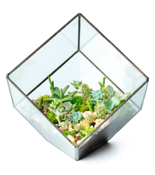 istock Succulents in glass vase isolated on white background 1432890080