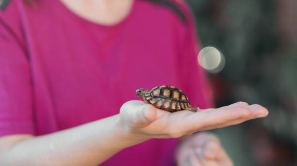 istock Turtle walking and in a jar of water 1432890160