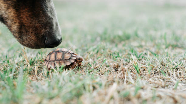 Small turtle walking and swimming in jar