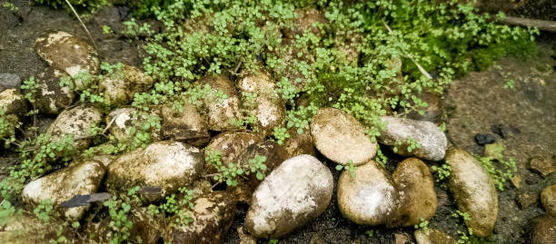 istock A pile of mossy 1432890879