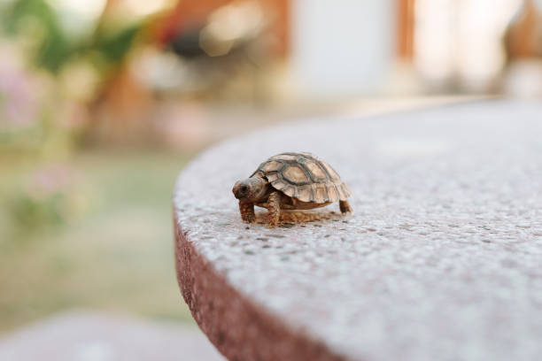 Turtle walking and in a jar of water