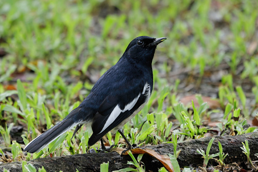 beautiful male black and white oriental magpie robin bird perching on tree root in the park after the morning rain in Thailand. natural wildlife animal.