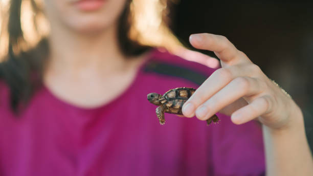 tortuga caminando y en un frasco de agua - turtle young animal hatchling sea fotografías e imágenes de stock