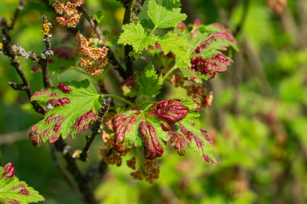 Gallic aphids on the leaves of currant. Control of garden and vegetable garden pests. Currant leaves affected by the pest stock photo