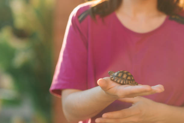 istock Turtle walking and in a jar of water 1432891963