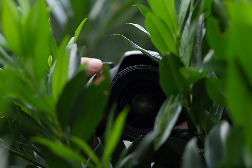 Hands with camera peaking behind the bush, taking secret photos