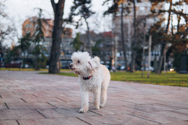 istock Walking the dog in a park 1432892710